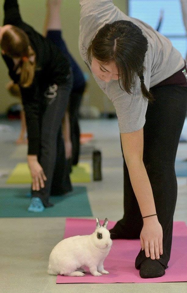 bunny-yoga3
