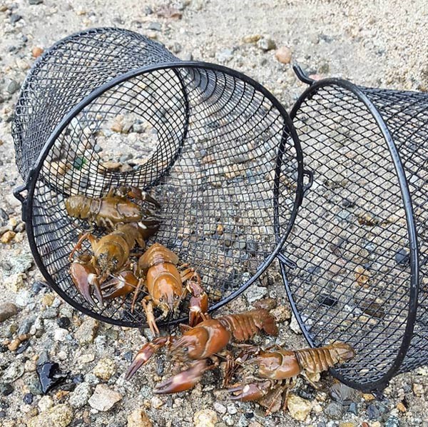 crayfish-trap