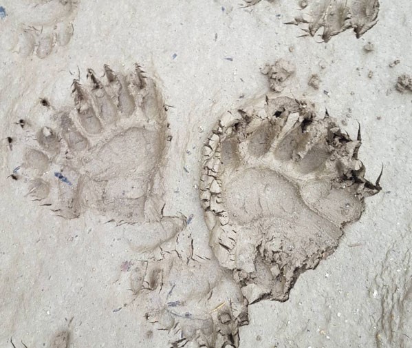 bear-prints