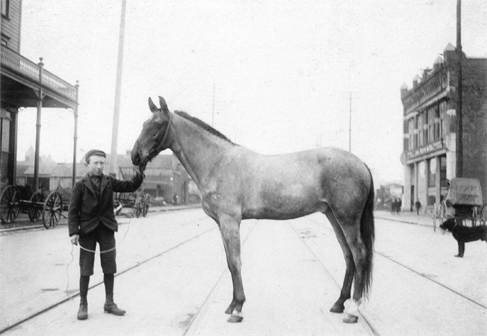 boy-and-horse