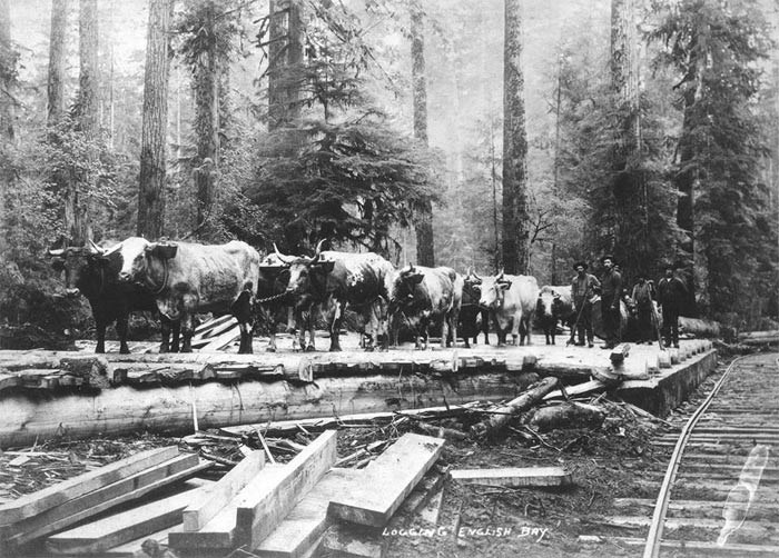 logging-english-bay