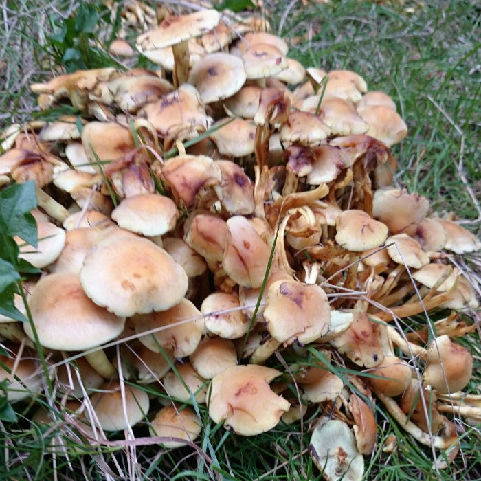 mushroom clump