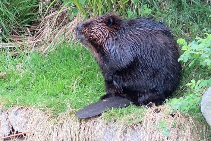  The original Olympic Village Beaver back in 2013