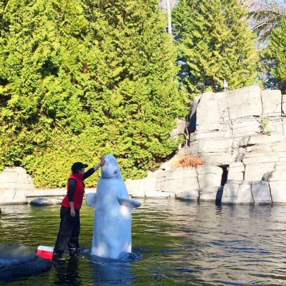 Nicky Garza with Aurora Vancouver Aquarium Beluga