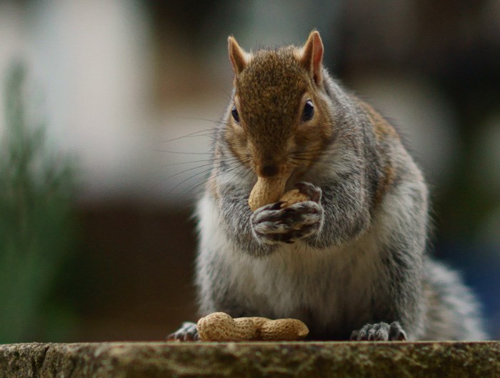 eastern-grey-squirrel