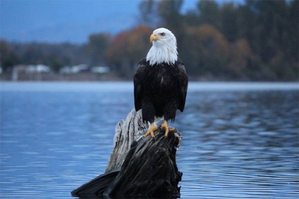  Photo: Aaron Andrew Clarke c/o Fraser Valley Eagle Festival