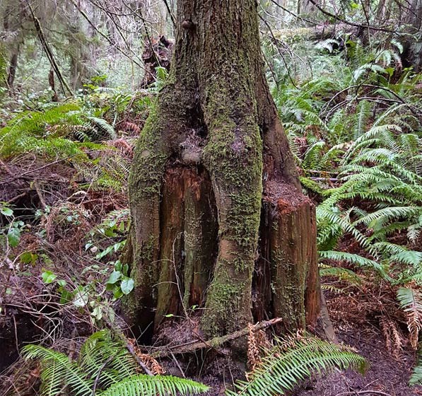 heritage-forest-stitled-roota