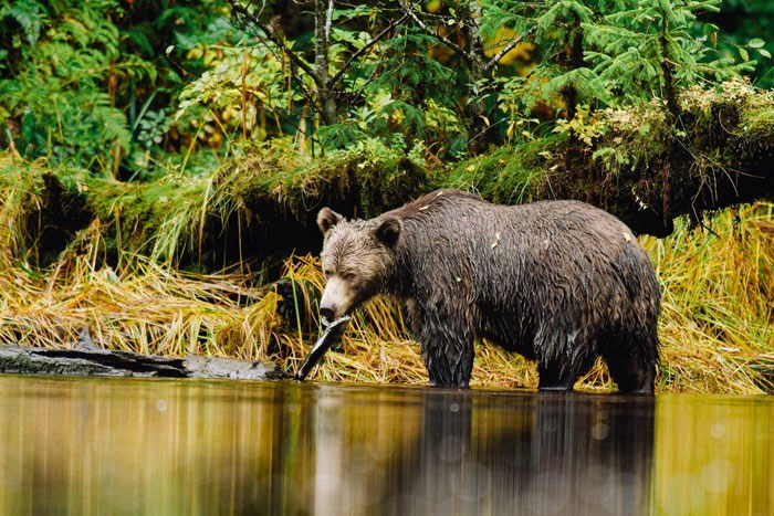 jeremy-koreski-greatbear-grizzly