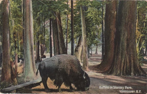 buffalo postcard small