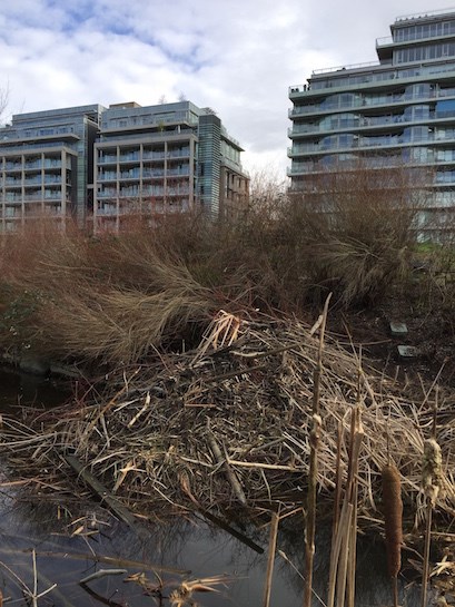  New neighbours at the Olympic village.