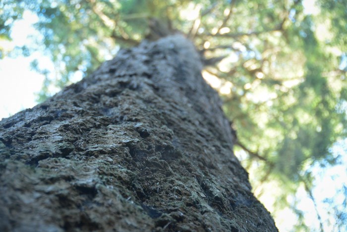 Old-growth Douglas-fir in Hoypus Point Natural Forest Area