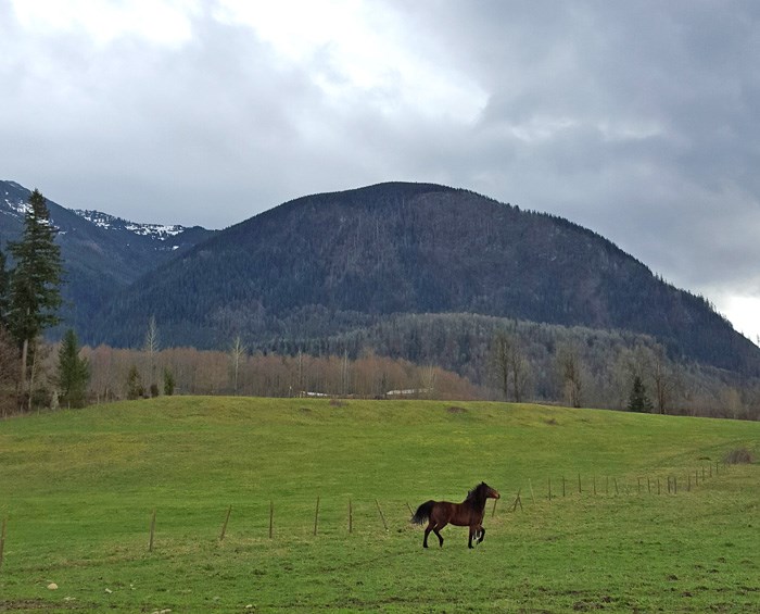 horse