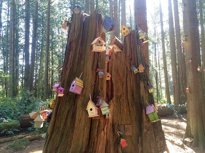  Just a few of the many fairy houses. Photo: Robyn Petrik