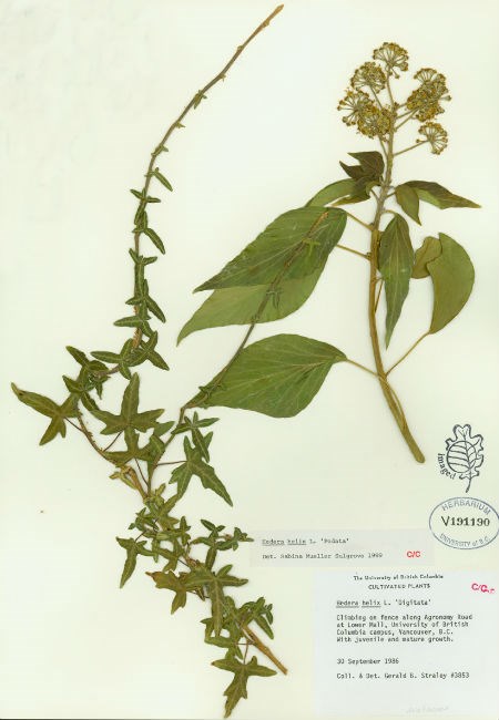  English Ivy. Beaty Biodiversity Museum. 