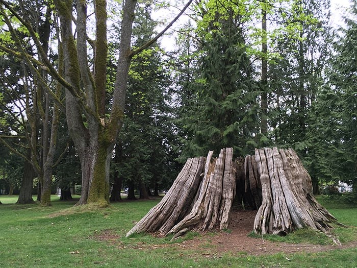  One of the massive stumps in Maple Grove Park. Photo: Robyn Petrik