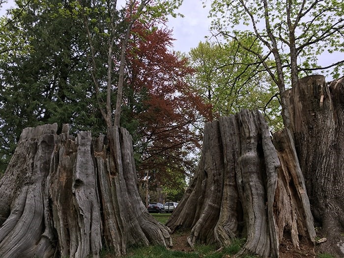  A reminder of the trees that used to be here. Photo: Robyn Petrik