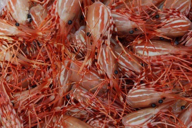 spot prawns live