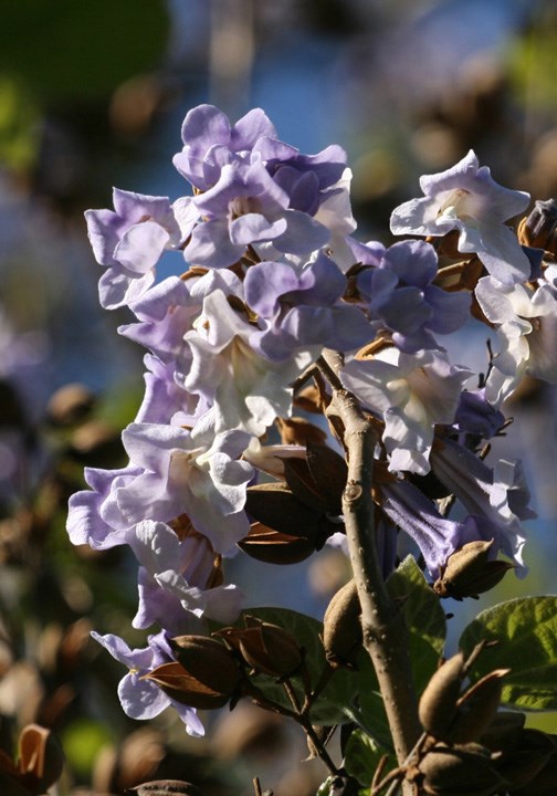 paulownia-700px-lower-b