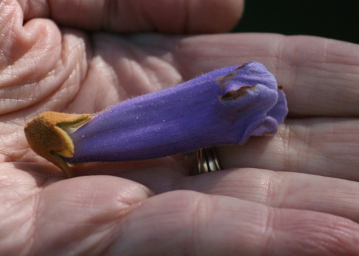 paulownia-single-flower-700px-lower-b