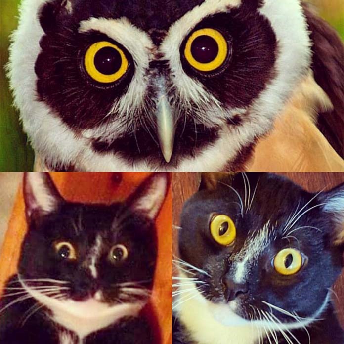  He is clearly part owl, as shown in this handy comparison. It's science. 
