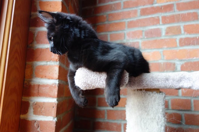  Wisely perched in his lovely Gastown loft