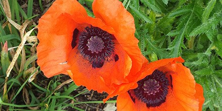 May25_Papaver-orientale