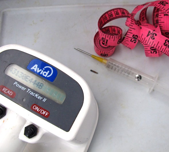  The chip reader on the left detects chips in sturgeon caught. The needle on the right is used to install the chips into ones that don't have them.