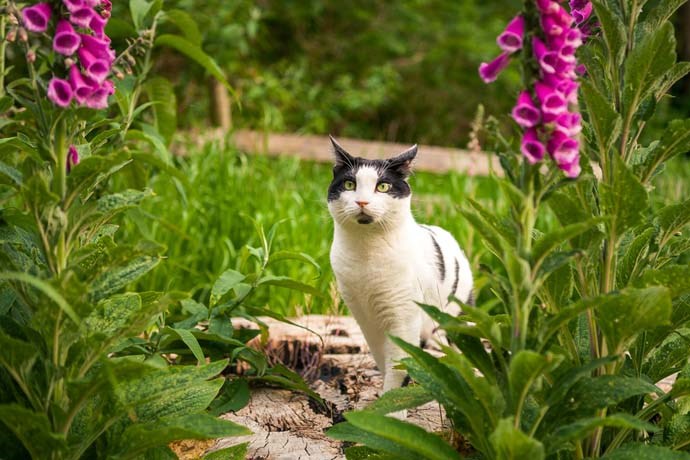  The mighty explorer of foxgloves patches.