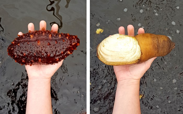 sea-cucumber-geoduck