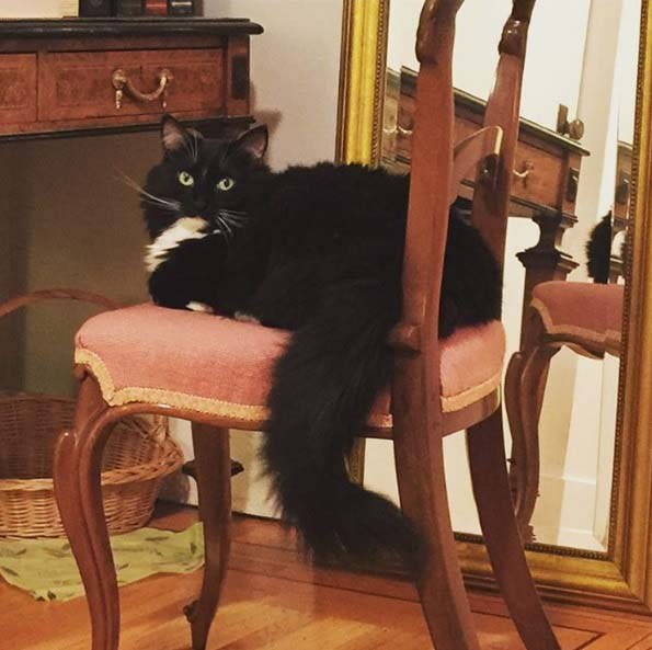  She is working on slowly eating this entire chair. Don't think she can't. 