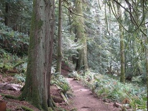  Forested Trail around Killarney Lake. Photo Courtesy: Vancouver Trails