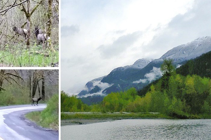  Elk crossing!