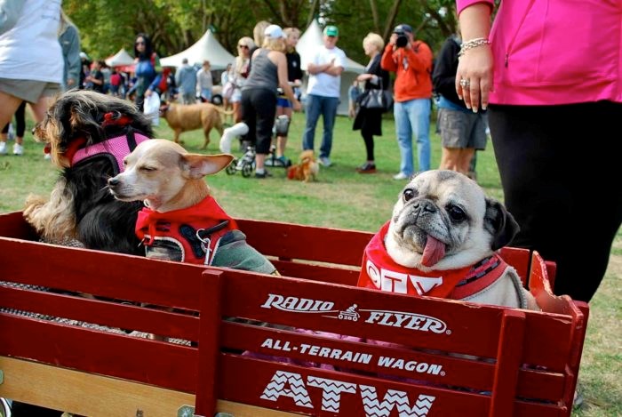 Best - Pug in Wagon