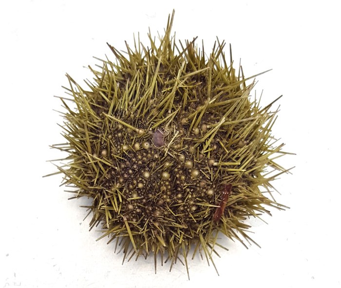 sea-urchin