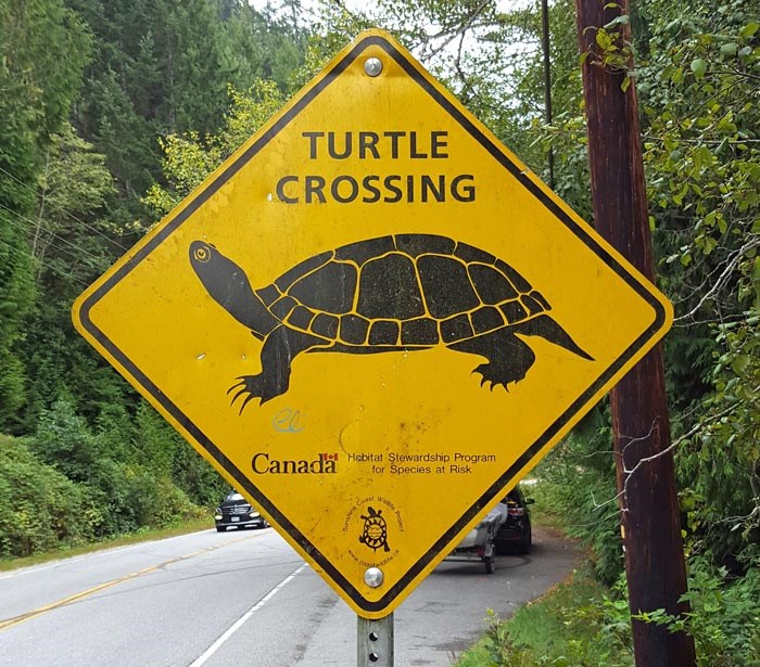 turtle-crossing-sign