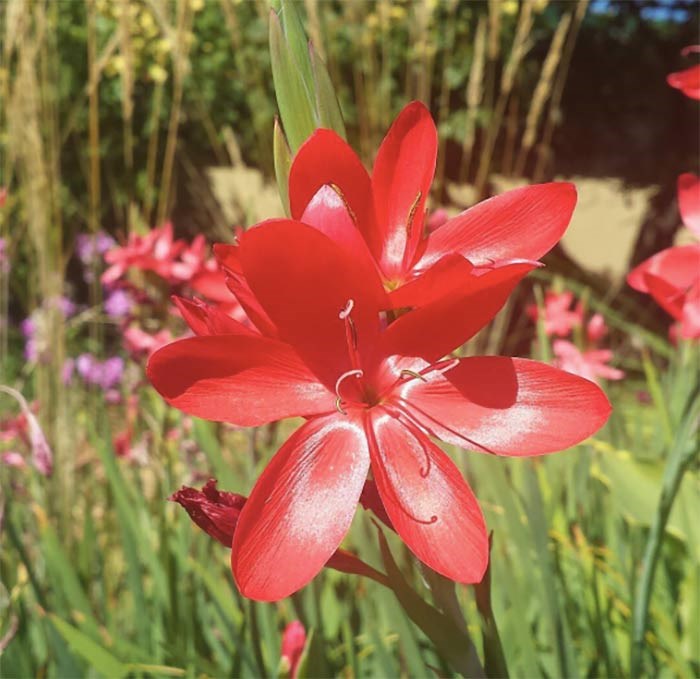 UBC Garden Flower