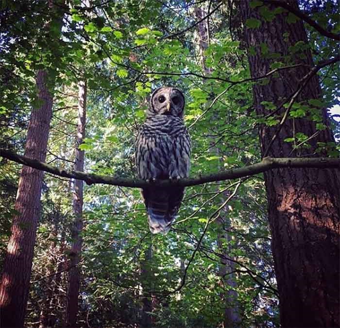 UBC Garden Owl