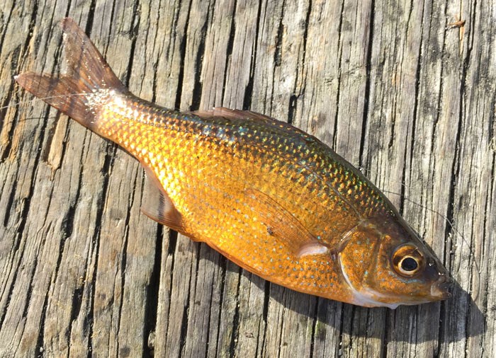 How to easily catch fish with your kids ANYWHERE in the ocean - Vancouver  Is Awesome