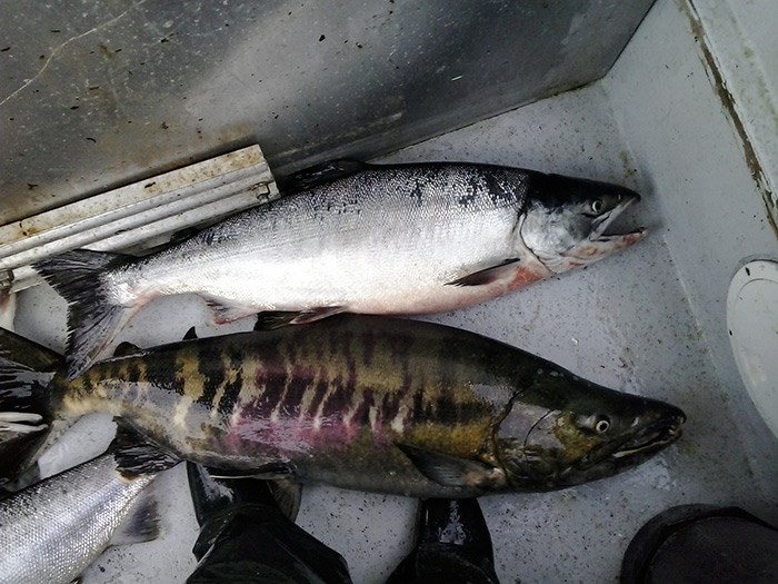 salmon-skipper-ottos