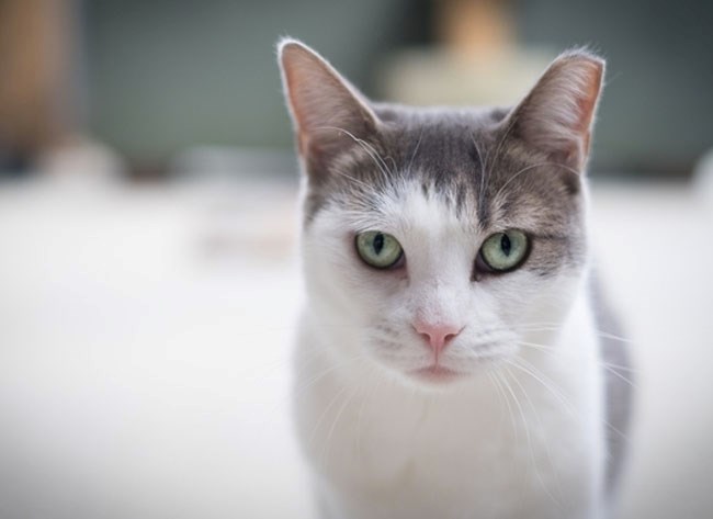  Mickey's tipped ear lets you know she was once a wild one.