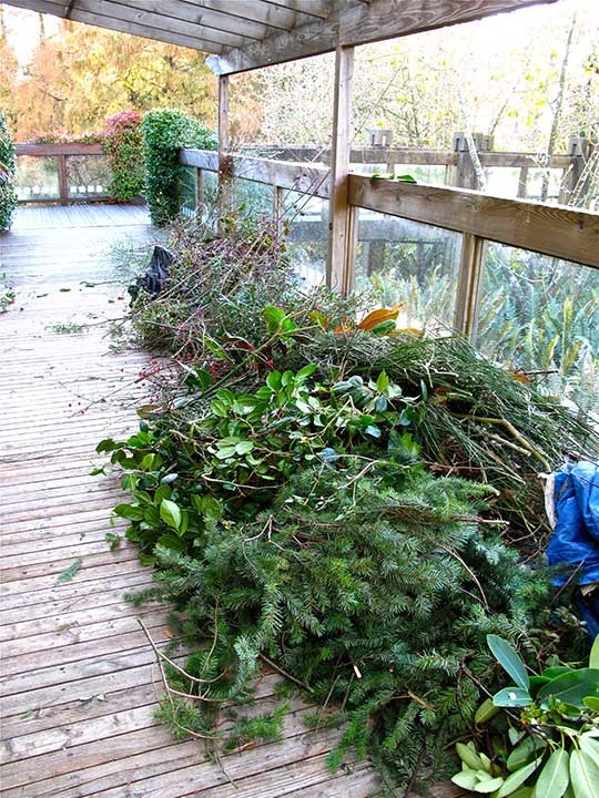  Raw Materials: Evergreens from the Garden are used in the making of wreaths