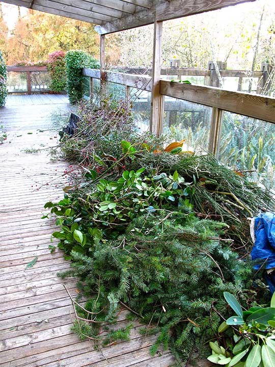  Raw Materials: Evergreens from the Garden are used in the making of wreaths