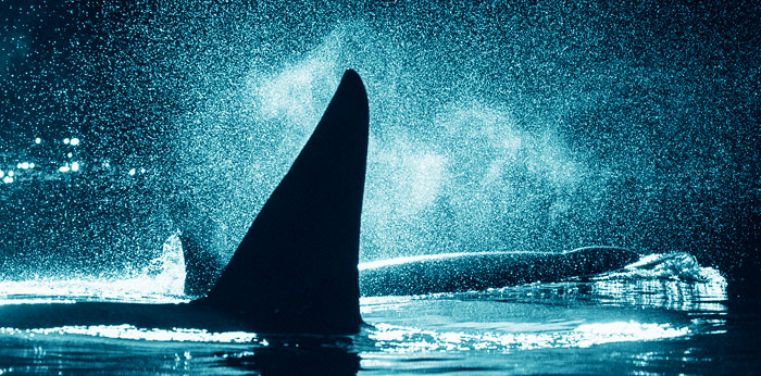 The Killer Whale Who Changed the World by Mark Leiren-Young The Killer Whale Who Changed the World by Mark Leiren-Young