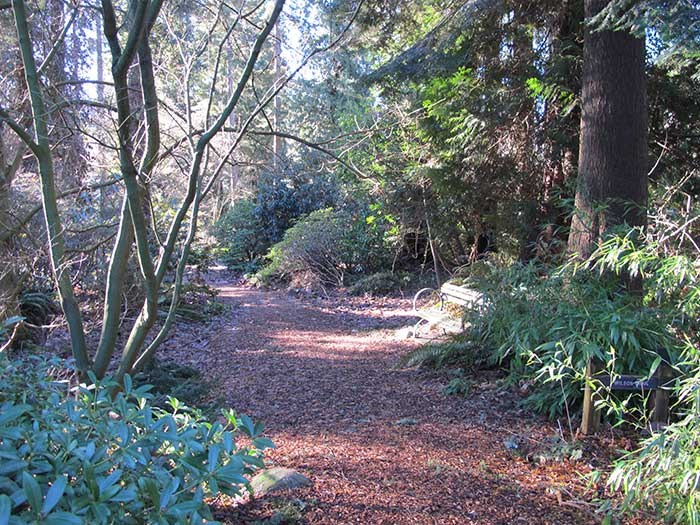  A trail in the Asian Garden at UBC Botanical Garden
