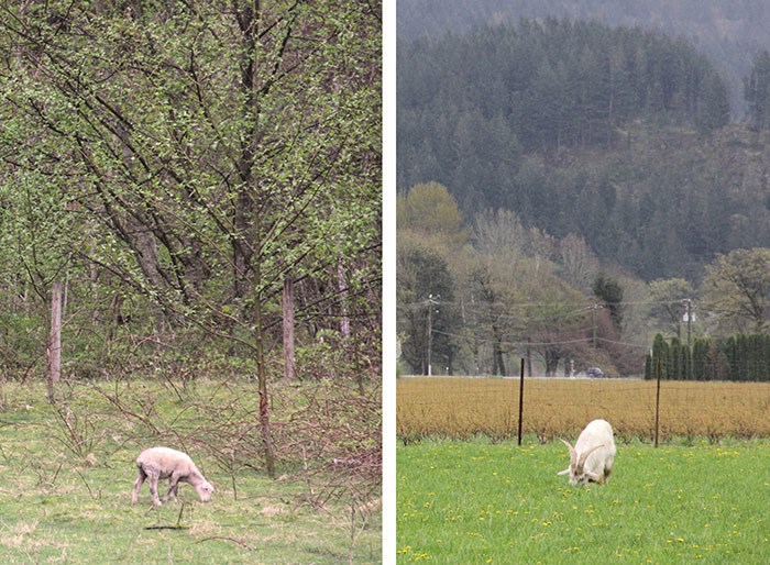  Sheep left, crazy horned goat right