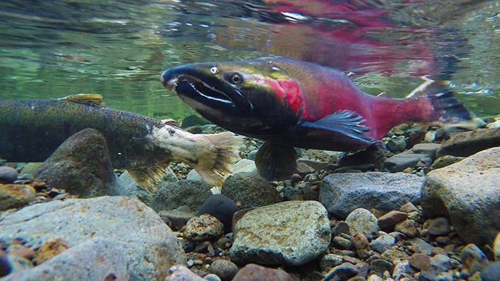   Scientists with the Strategic Salmon Health Initiative (SSHI) have discovered three new viruses in chinook, sockeye and farmed salmon in B.C.