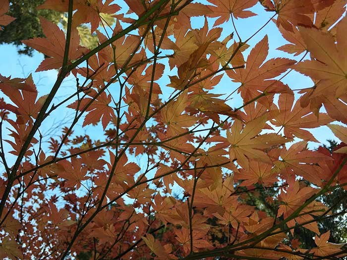  Acer sieboldianum in the Asian Garden