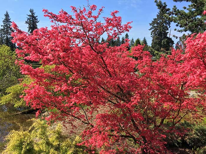  Acer shindeshojo in the Alpine Garden