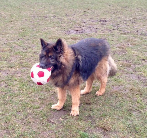 Roscoe mixed breed