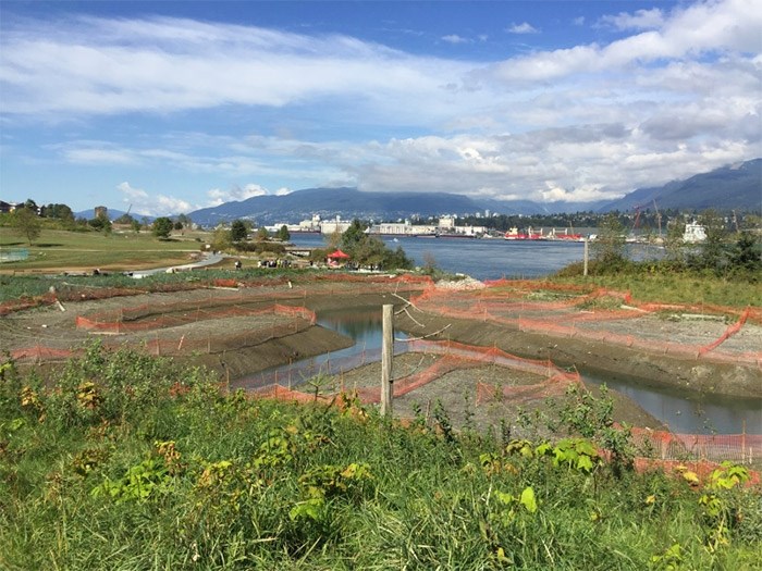  Vancouver Park Board, Vancouver Fraser Port Authority, along with Musqueam, Squamish and Tseil-Waututh First Nations this week celebrated the completion of a new salt marsh at New Brighton Park. The orange fencing was installed to help protect the new plantings and will be removed next year. Photo Jessica Kerr